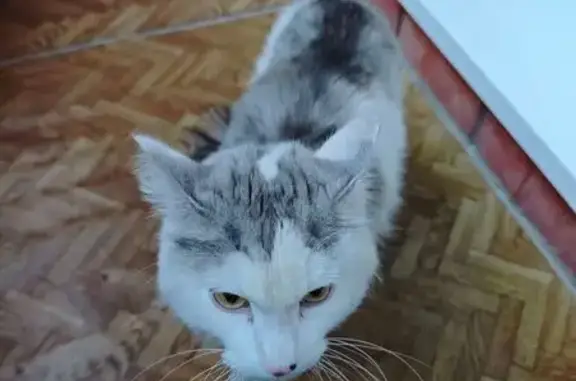 Найдена кошка, Иркутск, фото: Кошка найдена: Красноказачья 120/1, Иркутск