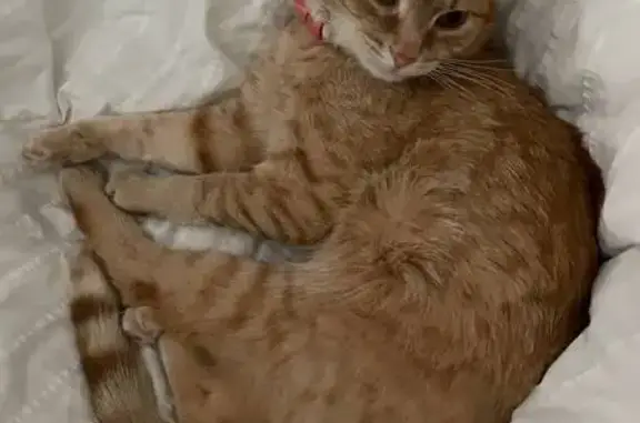 Кошки потеряшки, Москва, фото: Потеряшка рыжая кошка, Береговая ул. 4к4