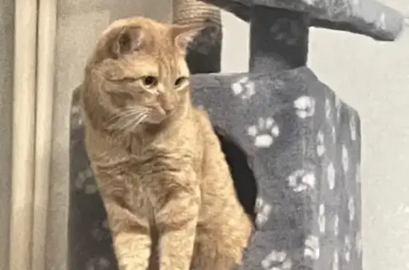 Пропал кот Феликс, Ул. Интер, 60, Ухта