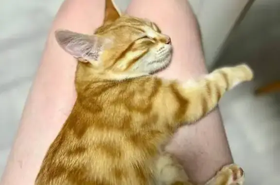 Кошки потеряшки, Москва, фото: Потеряшка рыжая кошка, Ключевая ул., Москва