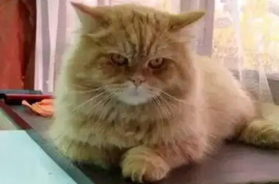 Кошки потеряшки, Новочебоксарск, фото: Потеряшка кошка, ул. Коммунистическая 32