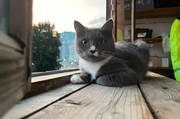 Кошки потеряшки, , фото: Потеряшка кошка, Нижняя ул. 32, Ижевск