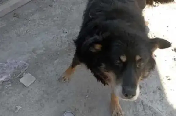 Найдена собака, Новосибирск, фото: Собака найдена: Варшавская ул. 5, Новосибирск