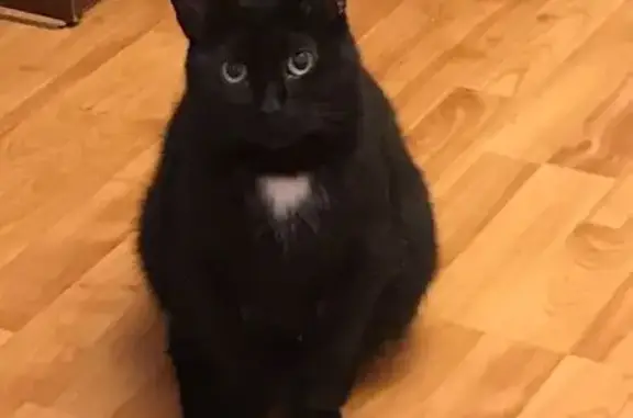 Пропала черная кошка, Берёзовая 134