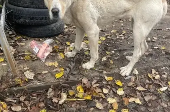 Найдена собака, Бурашево, фото: Найдена собака, Лесная 20А, Бурашево