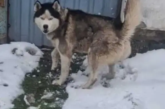 Собаки потеряшки, Новосибирская область, фото: Потеряшка хаски, с. Репьёво, Новосибирск