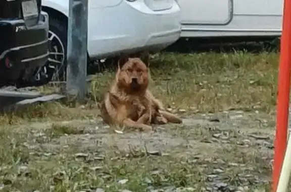 Найдена собака, Петрозаводск, фото: Собака найдена: ул. Халтурина, 16