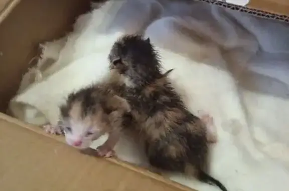 Кошка с котятами, Дериглазова 17, Курск