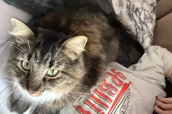 Кошки потеряшки, Псков, фото: Потеряшка кошка, Звёздная ул., Псков