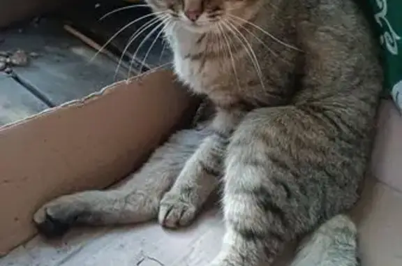 Найдена кошка, Екатеринбург, фото: Кошка найдена: Боевой пер., Екатеринбург