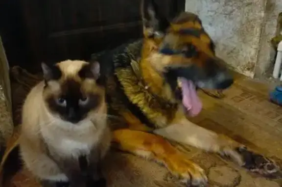 Пропала собака, Зубчатая ул., Иваново