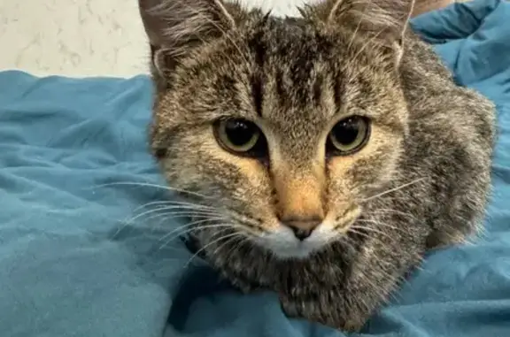 Найдена кошка, Альметьевск, фото: Кошка найдена, ул. Лермонтова, Альметьевск