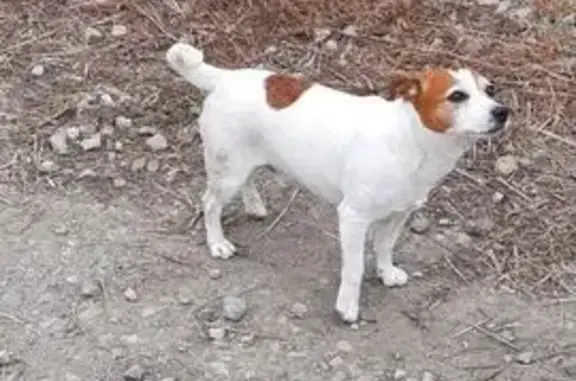 Собака найдена: Кумысная поляна, Саратов