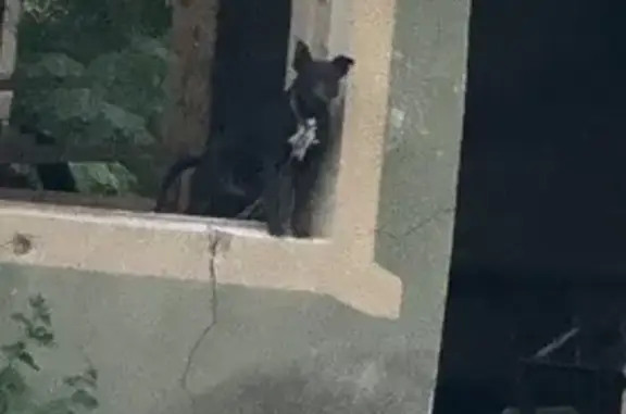 Пропала собака, видели в ст. Филимоновская