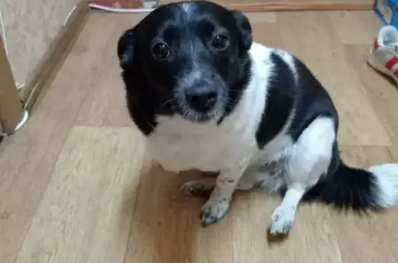 Найдена собака, ул. Усова, 64, Томск