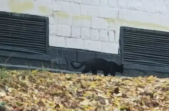 Черная кошка найдена на Черкизовской, 22
