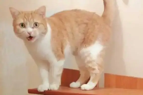 Пропала кошка, Речная ул., Кратово