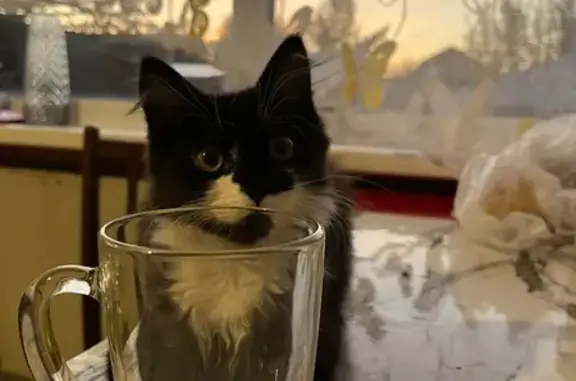 Кошки потеряшки, Прокопьевск, фото: Потеряшка кошка, Высоцкого 34, Прокопьевск