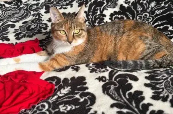 Пропала кошка, Комсомольское шоссе