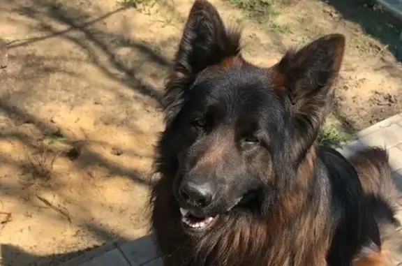 Пропала собака, Воронова 57/139, Волгоград