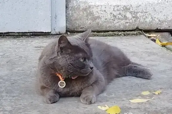Кошка найдена: Марьинский бул., 10, Москва