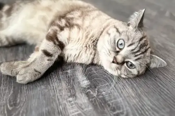 Кошки потеряшки, , фото: Потеряшка кошка, Шудья, Удмуртия