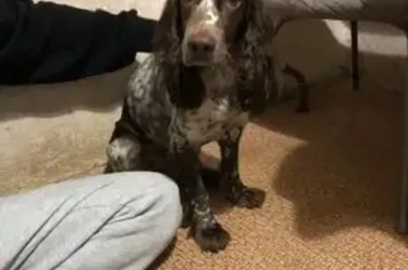 Собака найдена: ул. Машиностроителей