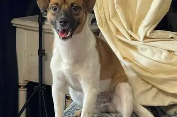 Объявления о пропавших и найденных животных, Тульская область, фото: Пропала собака: Донской, Тульская обл.