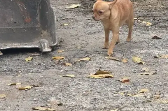 Найдена собака, Донецк, фото: Чихуа найдена, ул. Максима Козыря 43, Донецк