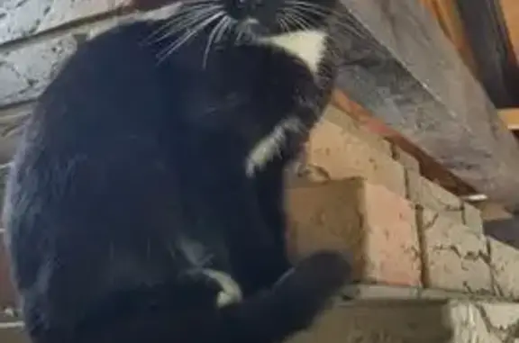 Найдена кошка, Тамбов, фото: Кошка найдена на Ручейной улице, Тамбов