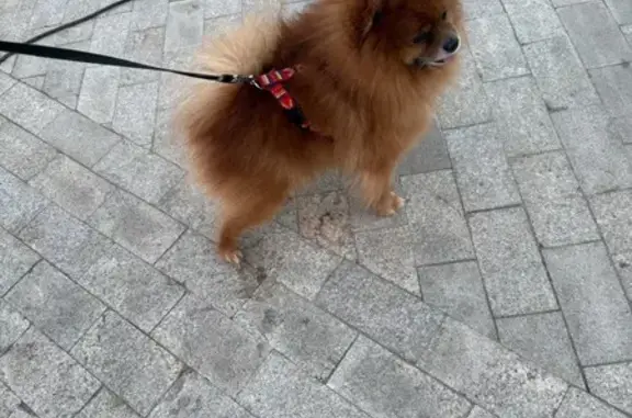 Найдена собака, Ханты-Мансийск, фото: Собака найдена: Комсомольская 65к3