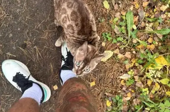 Найдена кошка, Московская область, фото: Кошка найдена, МО