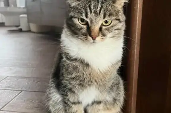 Пропала кошка, Демитовая 22, Камышеваха