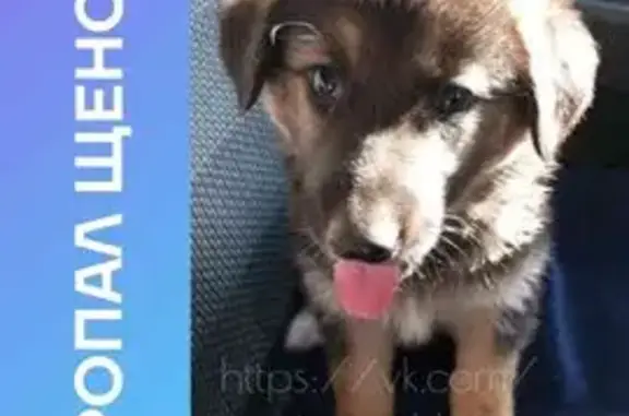 Пропала собака, 6-й Нагорный пр., Саратов