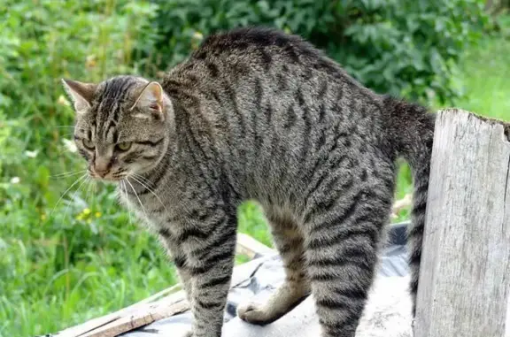 Кошки потеряшки, , фото: Потеряшка кот Тигруля, ул. Нахимова, Ижевск