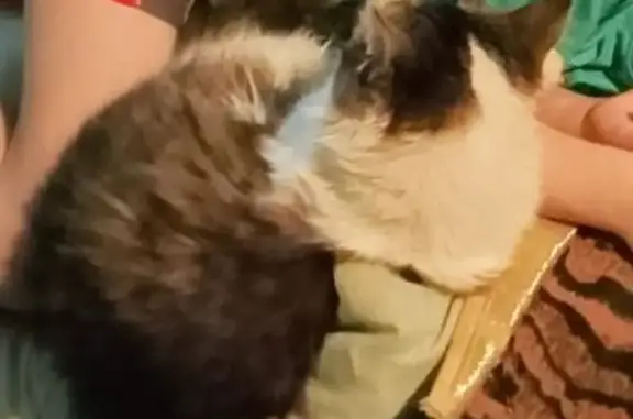 Пропала кошка, Яранск, Кировская обл.