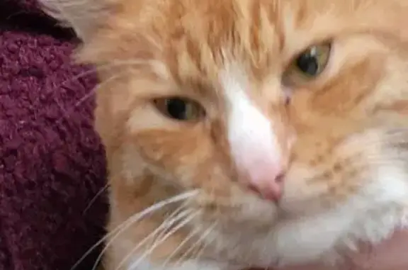 Кошка найдена: ул. Карла Либкнехта, 28