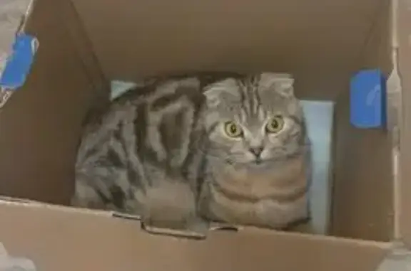 Пропала кошка, ул. Ленина, 151