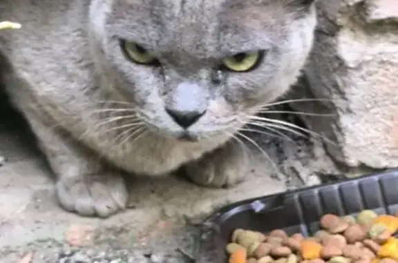 Найдена кошка, Пушкино, фото: Кошка найдена на ул. Салтыкова, Пушкино