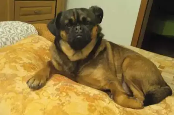 Пропала собака на Луговой 3, Иваново