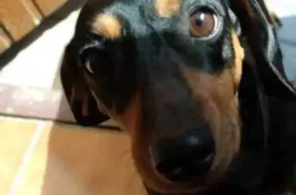 Пропала собака, Уфа, ул. Лесунова, 6