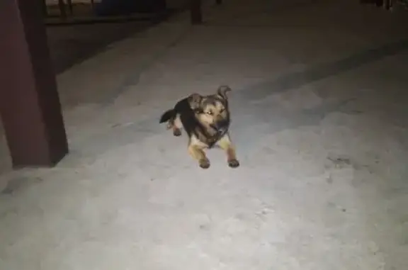 Найдена собака, , фото: Чено найден: рыжий пес в Гродно