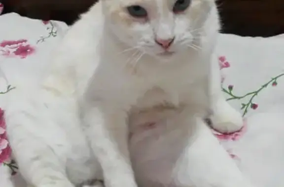 Кошки потеряшки, Ставрополь, фото: Потеряшка кошка, ул. Шаумяна 1, Ставрополь