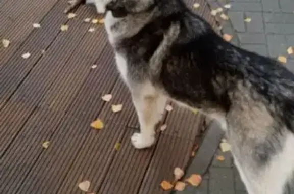 Найдена собака, Ханты-Мансийск, фото: Хаски найдена на Карла Маркса, Ханты-Мансийск