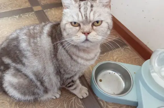 Кошка найдена, ул. Коробова, Магнитогорск