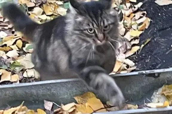 Найдена кошка, ул. Архитектора Власова, 5к2