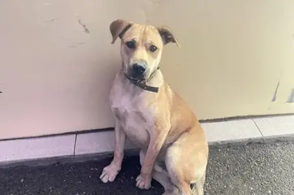 Пропала собака на Куйбышева, 9