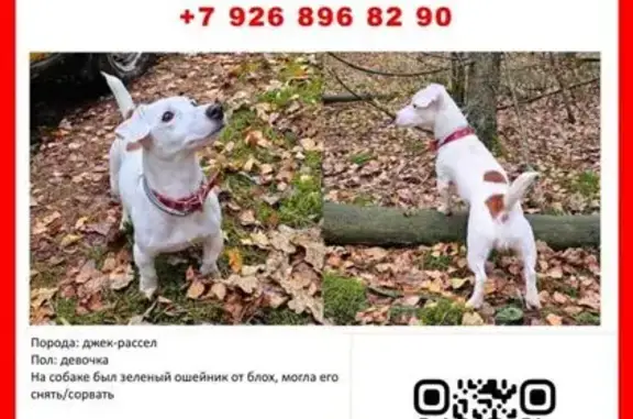 Собаки потеряшки, Московская область, фото: Потеряшка белая собака, Балашиха, Пехра