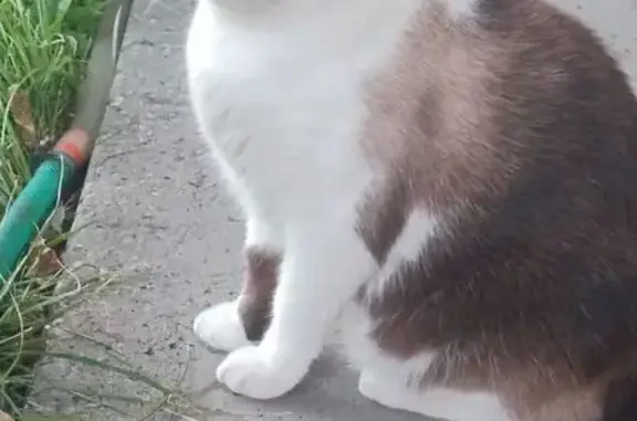 Пропала кошка, Московское шоссе 55, Саратов