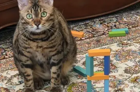 Пропала пятнистая кошка, Калинина 16/3